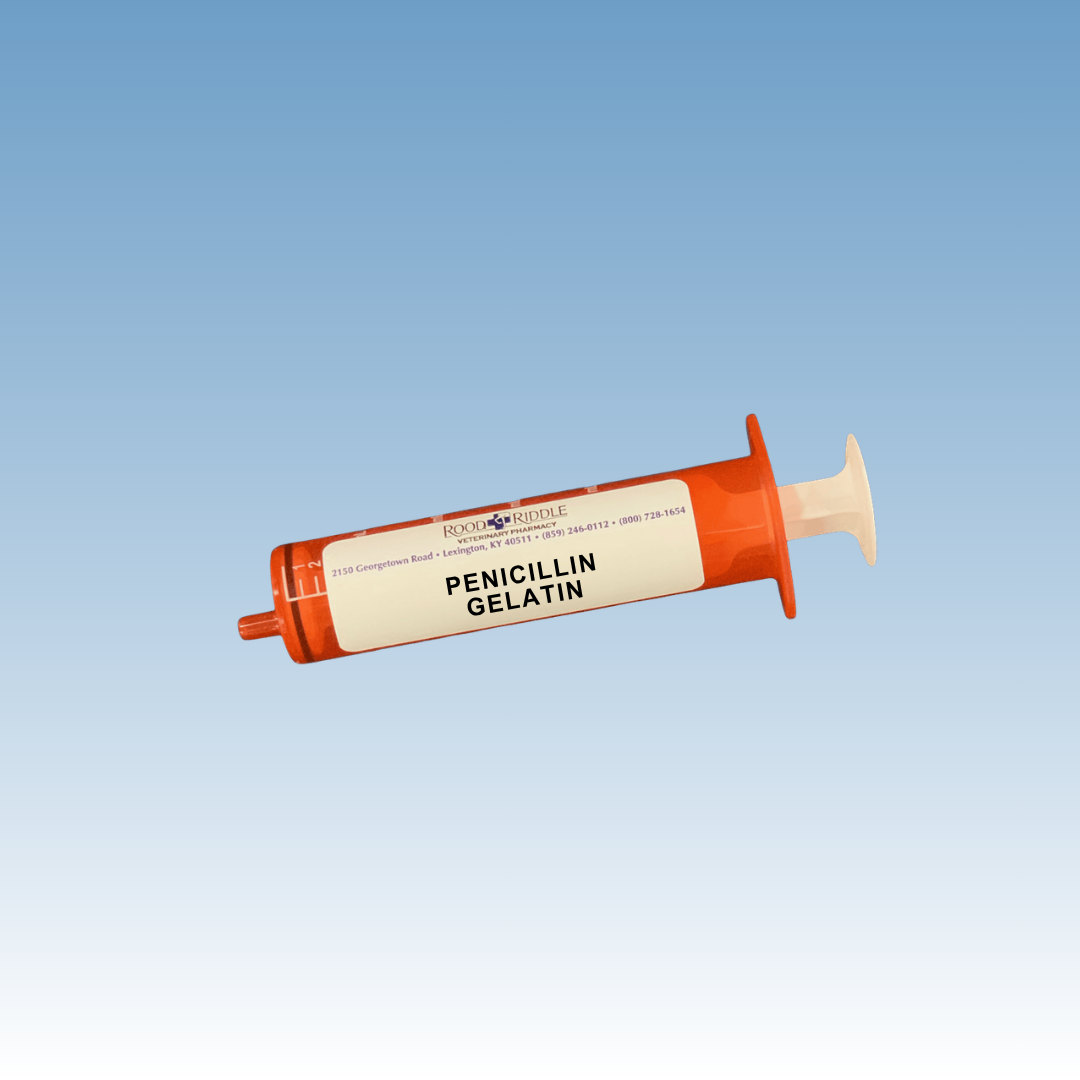 Penicillin Gelatin