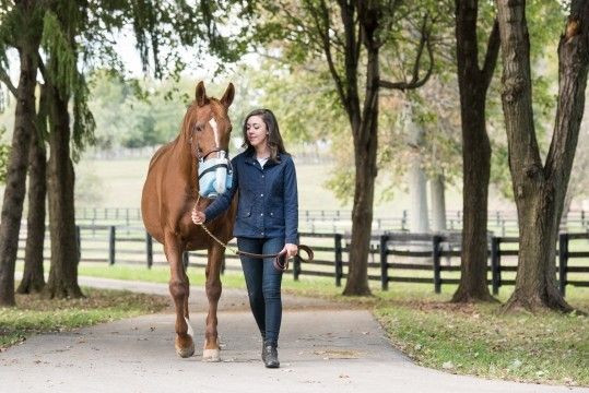 Flexineb Full Portable Equine Nebulizer
